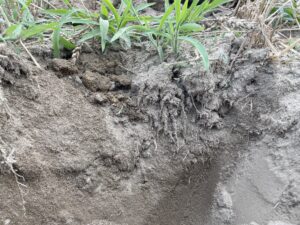 Grey soil