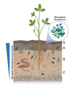 A graphic showing microbial abundance and activity by soil depth. The deeper the fewer.