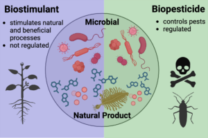 Graphic summary illustrating agricultural biologicals as biostimulants that stimulate beneficial processes or biopesticides that control pests. Biologicals can be living microbes or natural products.
